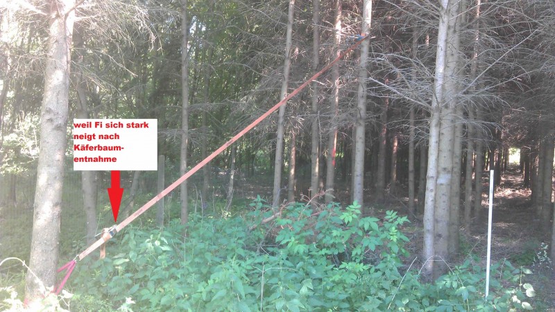 LF Lärche Fichte.jpg