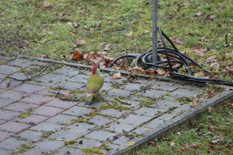 Bildla Nummära 001.jpg