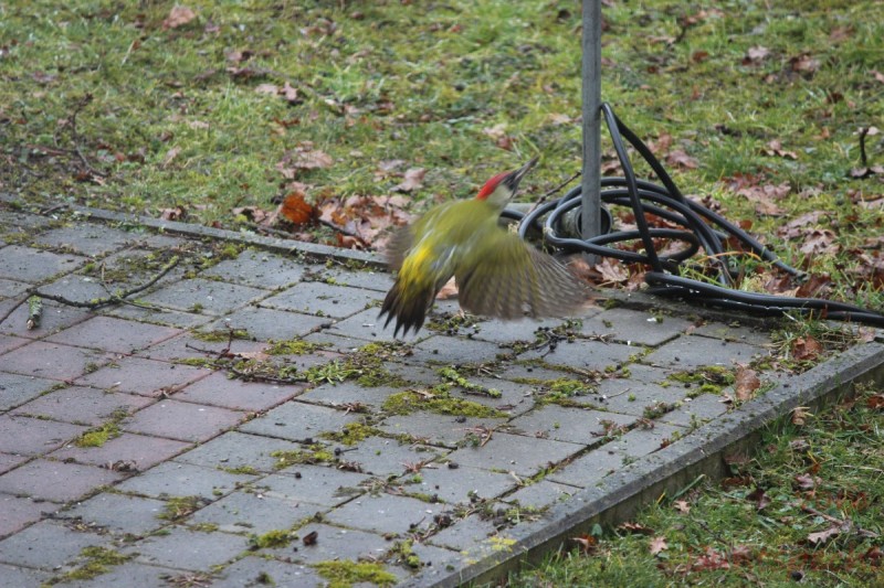 Bildla Nummära 002.jpg