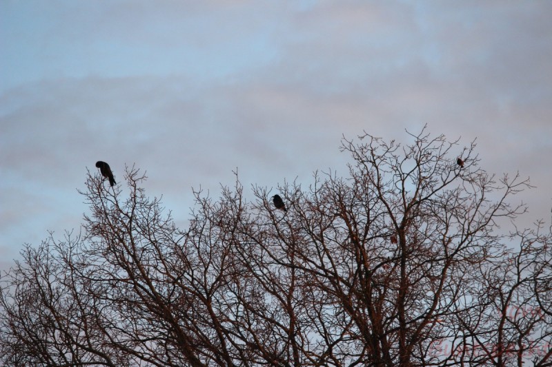 Bildla Nummära 026.jpg