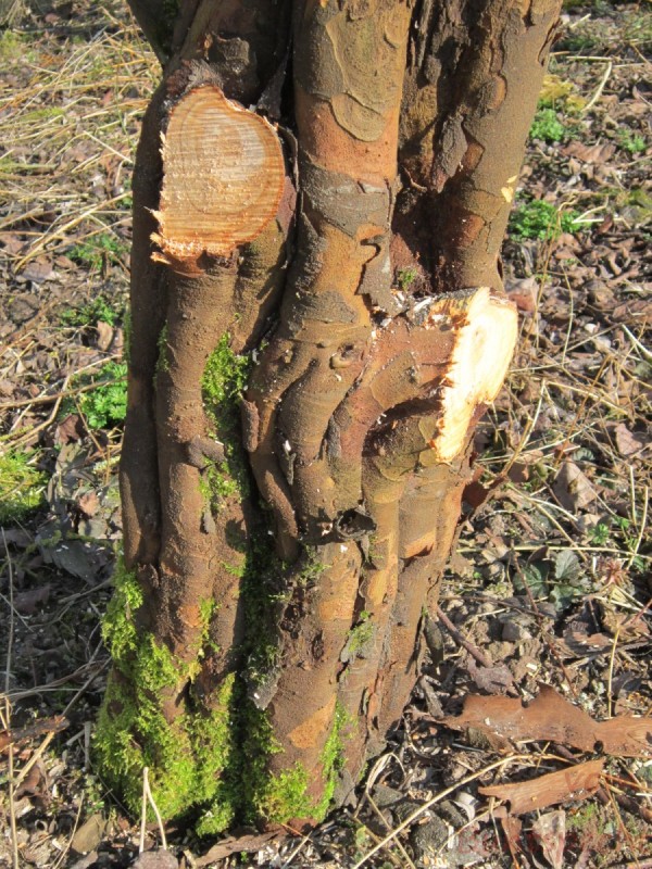 Bildla Nummära 018.jpg