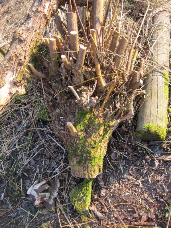 Bildla Nummära 021.jpg