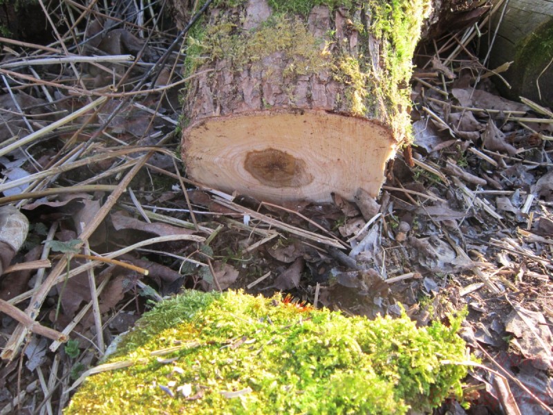 Bildla Nummära 022.jpg