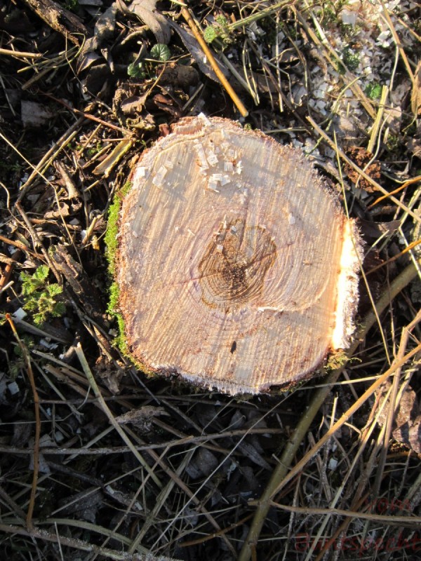 Bildla Nummära 023.jpg