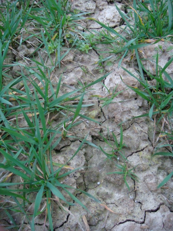 Winterweizen Julius striegeln walzen oder spritzen.JPG