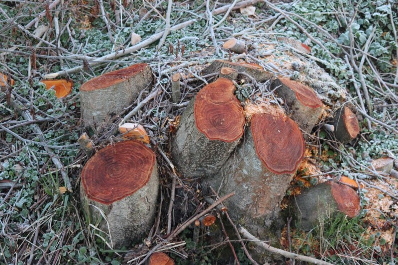 Bildla Nummära 012.jpg