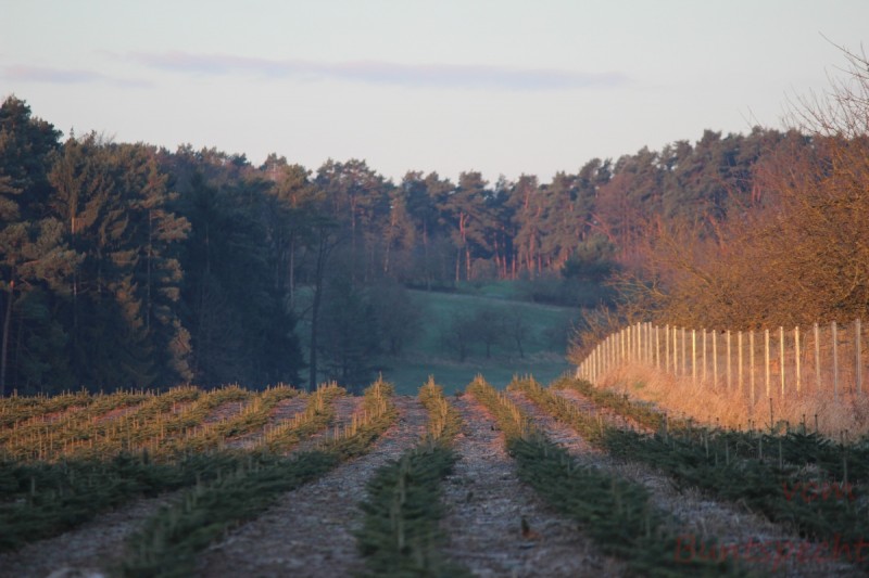 Bildla Nummära 013.jpg