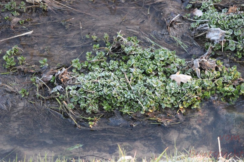 Bildla Nummära 018.jpg