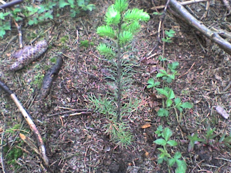 Douglas neu getrieben.jpg