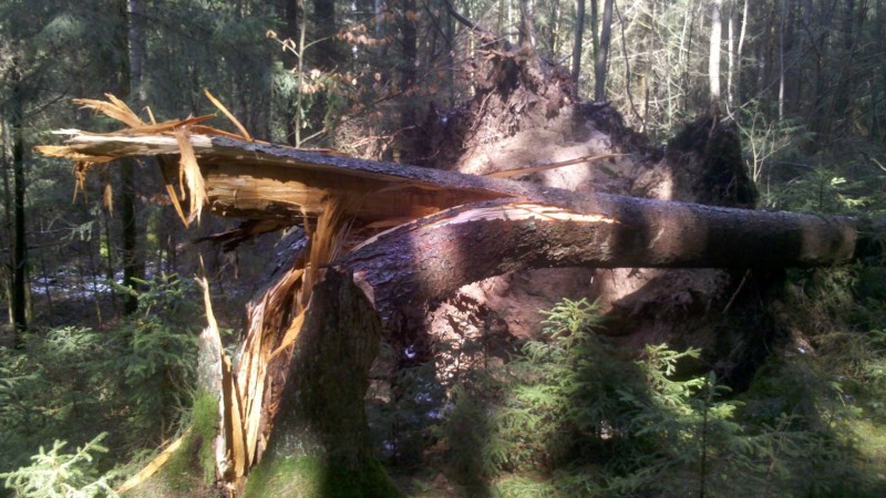 2015-04-03 Windbruch 1.jpg