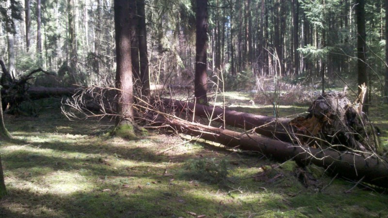 2015-04-03 Windbruch 2.jpg