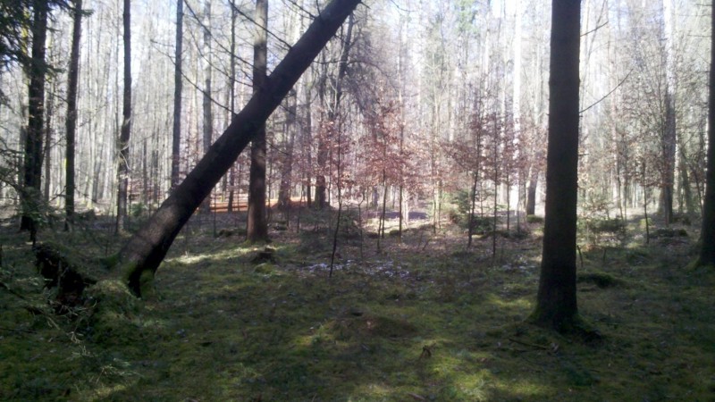 2015-04-03 Windbruch 3.jpg