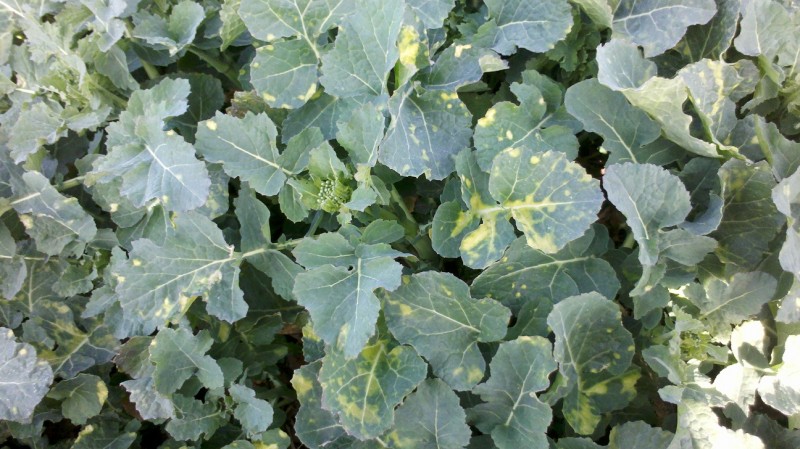 2015-04-09 Avatar.jpg