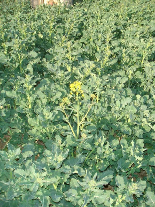 Erste Rapsblüte 2015.JPG