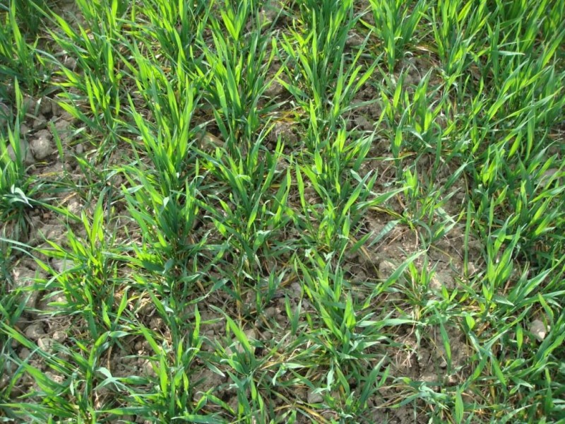 Kerubino am 12.4.15.JPG