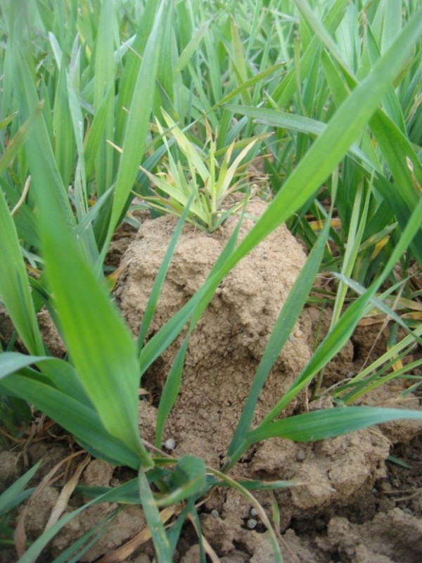 AFS nach IPU-Behandlung.JPG