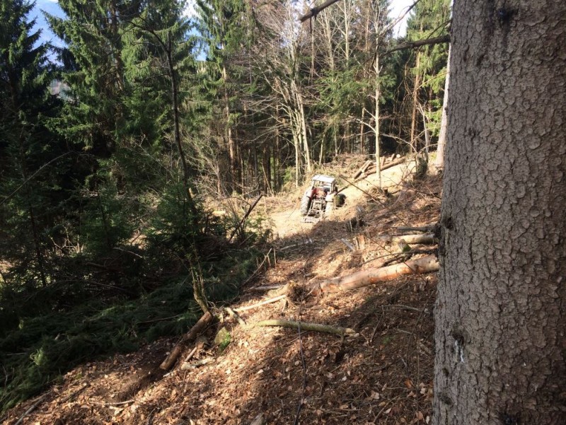 wald3.JPG