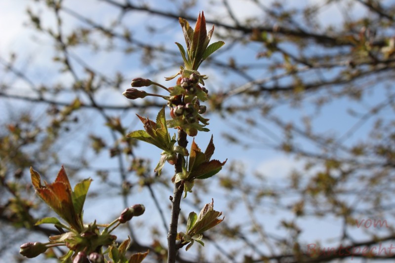 Bildla Nummära 002.jpg