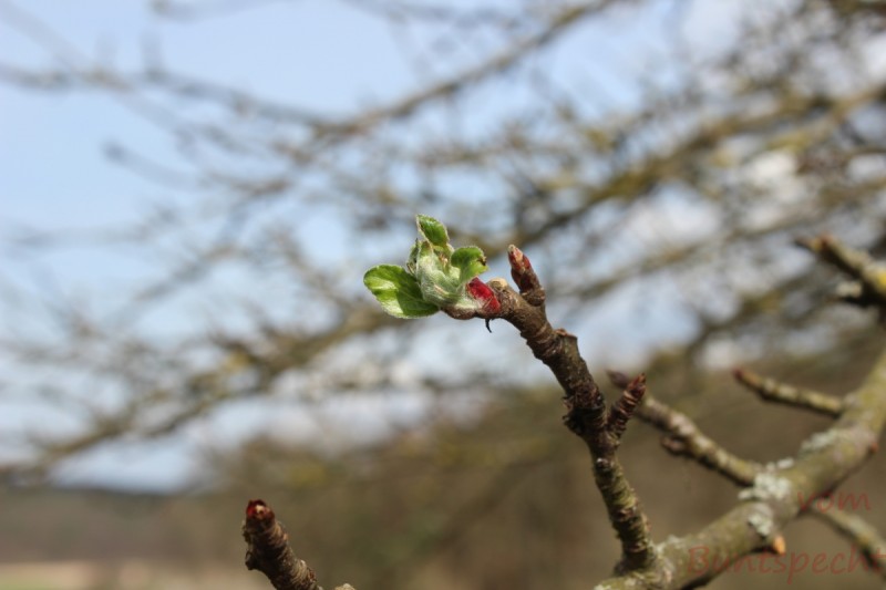 Bildla Nummära 003.jpg