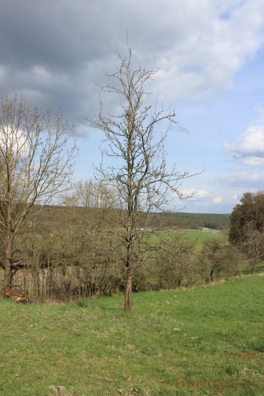 Bildla Nummära 004.jpg