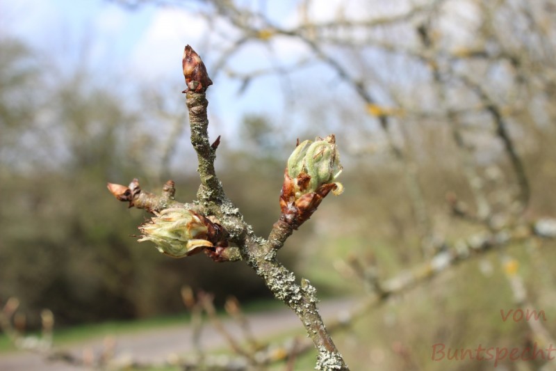 Bildla Nummära 005.jpg