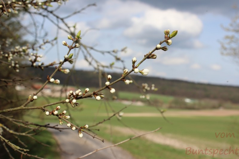 Bildla Nummära 006.jpg