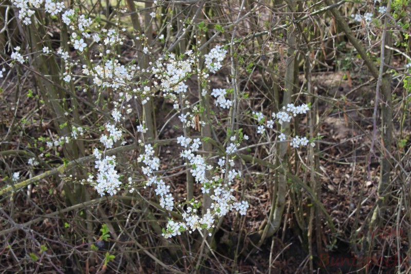 Bildla Nummära 007.jpg