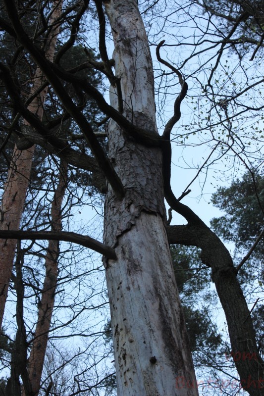 Bildla Nummära 011.jpg