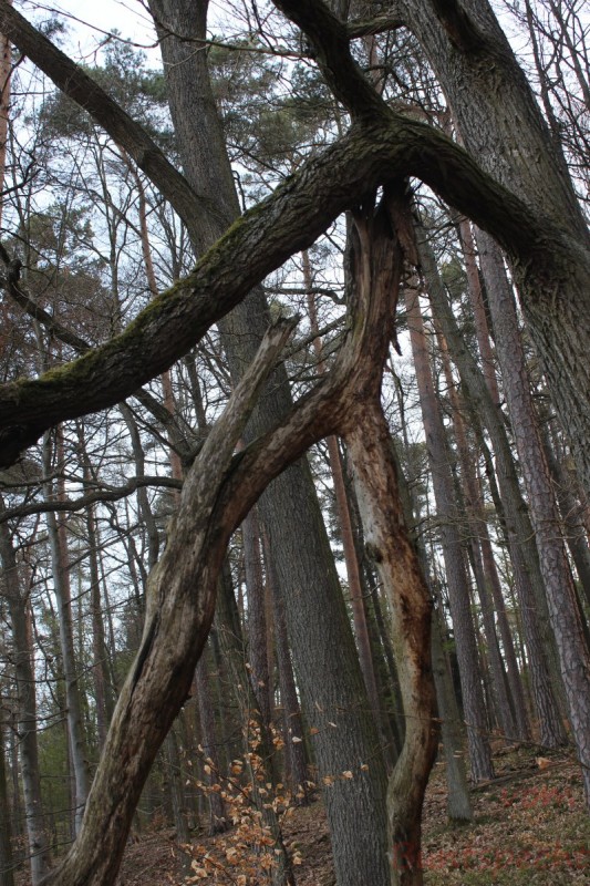 Bildla Nummära 012.jpg