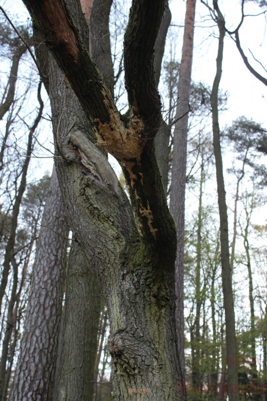 Bildla Nummära 017.jpg