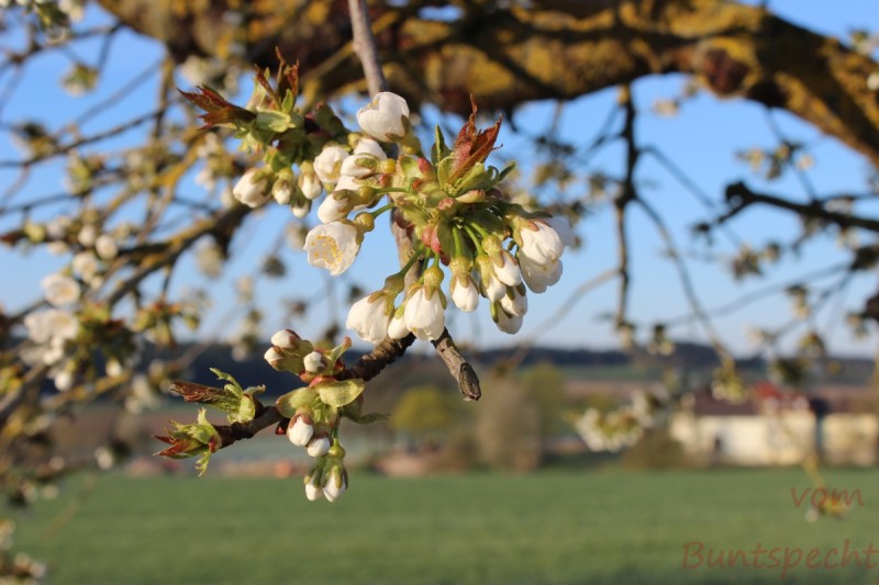 Bildla Nummära 022.jpg