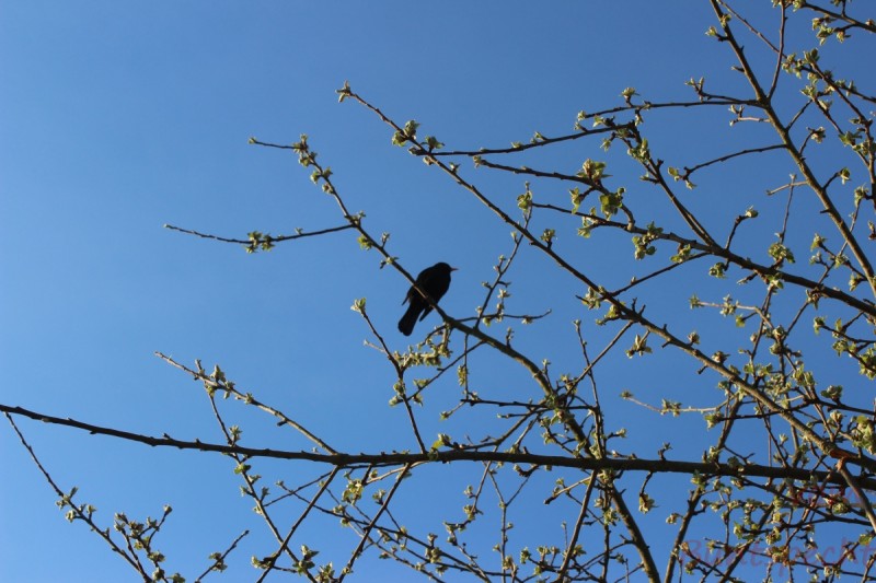 Bildla Nummära 024.jpg