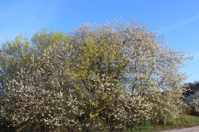 Bildla Nummära 025.jpg