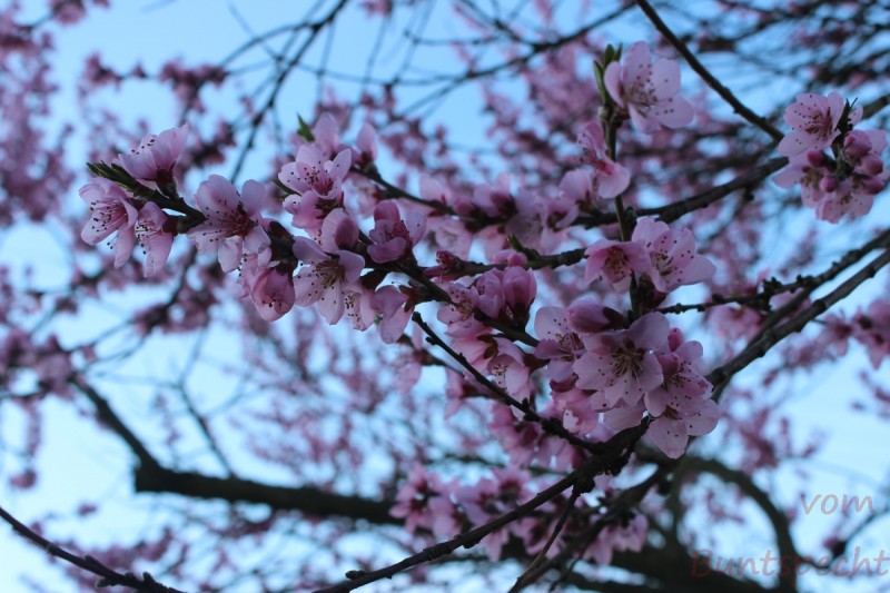 Bildla Nummära 028.jpg