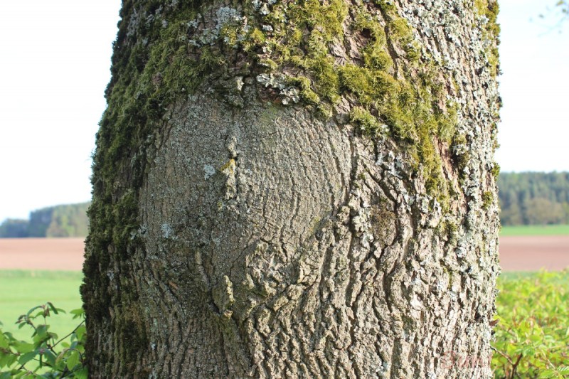 Bildla Nummära 002.jpg