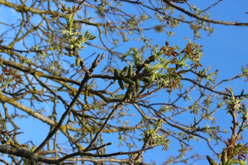 Bildla Nummära 004.jpg