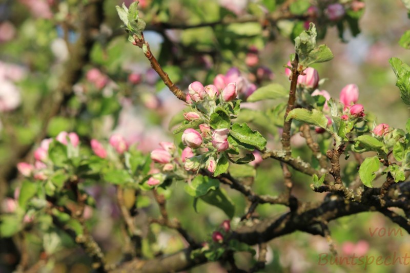 Bildla Nummära 005.jpg