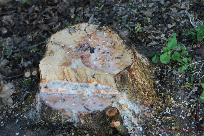 Bildla Nummära 006.jpg