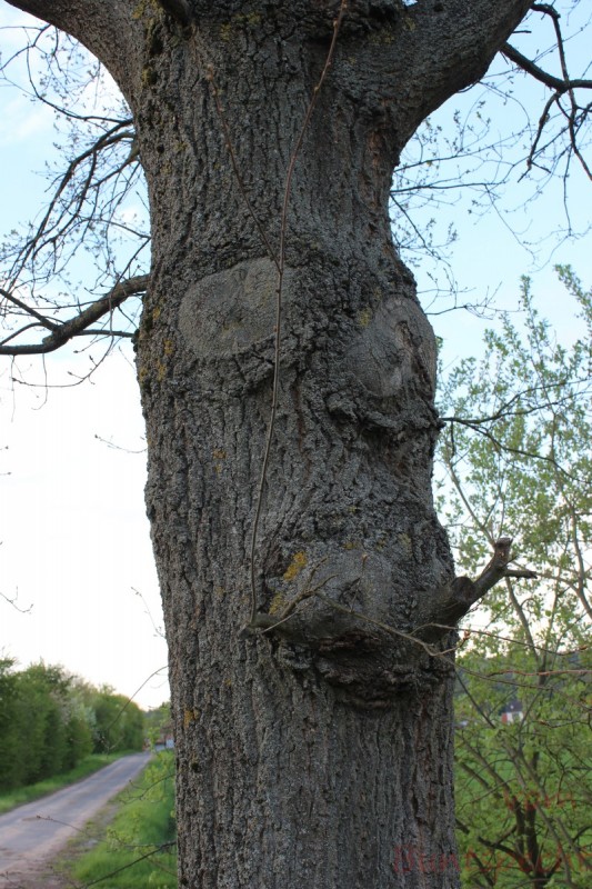 Bildla Nummära 008.jpg