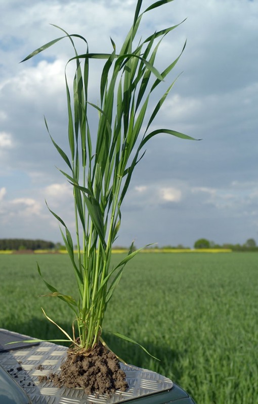Bio-Weizen-Einzelpflanze.jpg