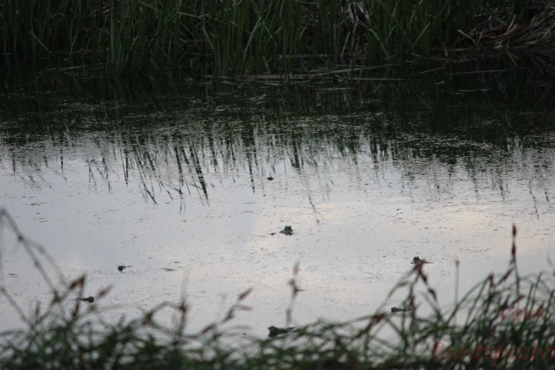 Bildla Nummära 006.jpg