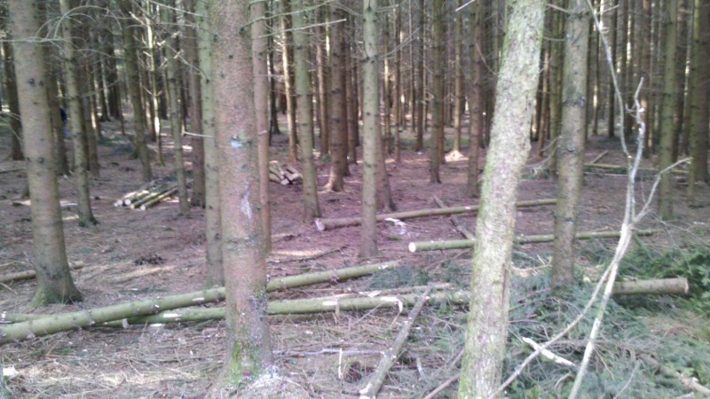 Waldarbeit 2015 1.jpg