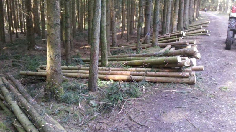 Waldarbeit 2015 2.jpg