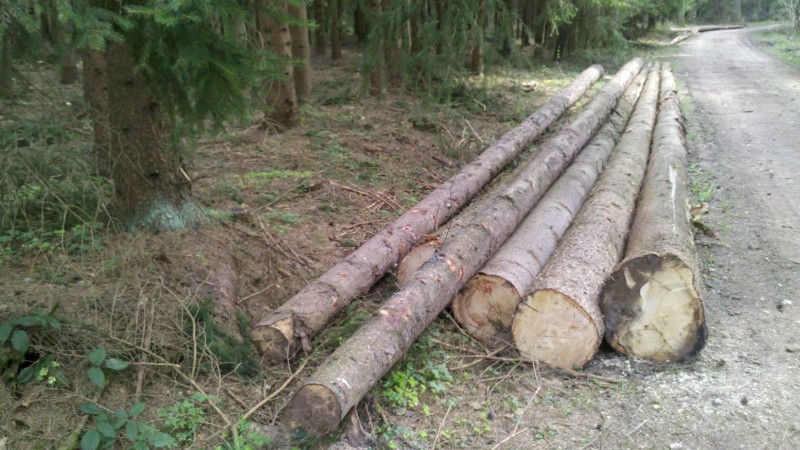 2015-04 Windbruch 5.jpg