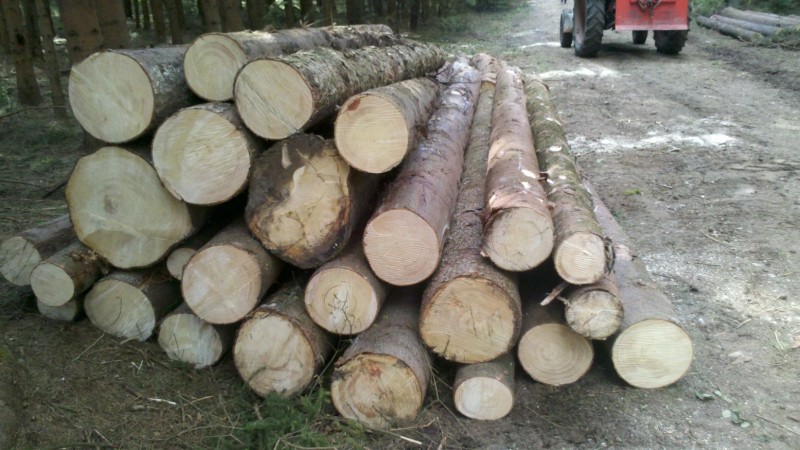 2015-04 Windbruch 8.jpg