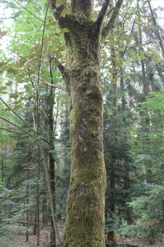 Bildla Nummära 004.jpg