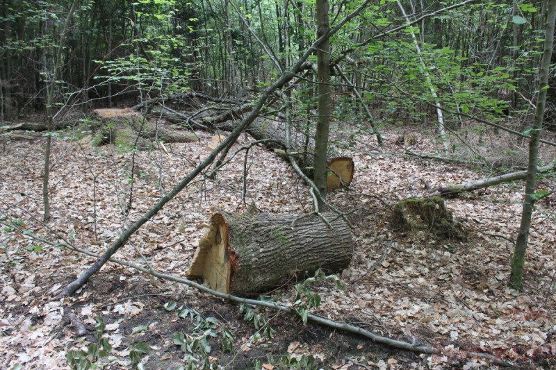 Bildla Nummära 006.jpg