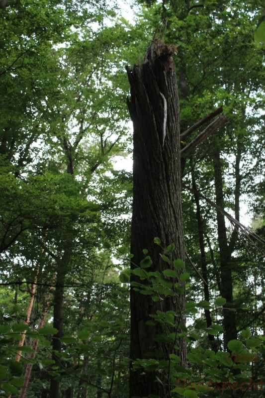 Bildla Nummära 009.jpg