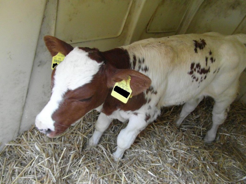 kalb4.jpg