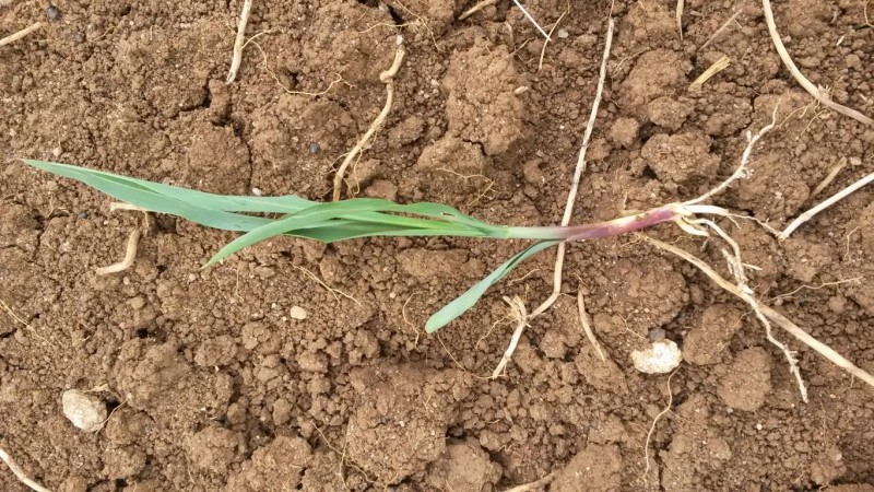 K1024_20150619_171915 - Kopie.JPG